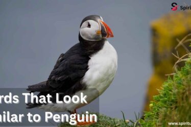 Birds That Look Similar to Penguin