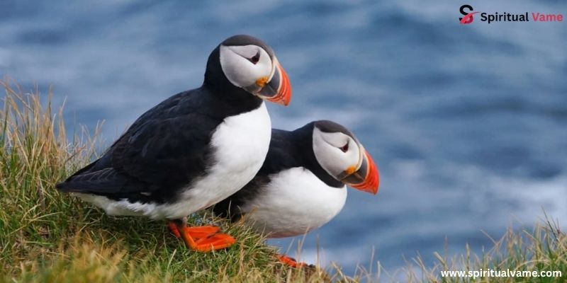 Puffin