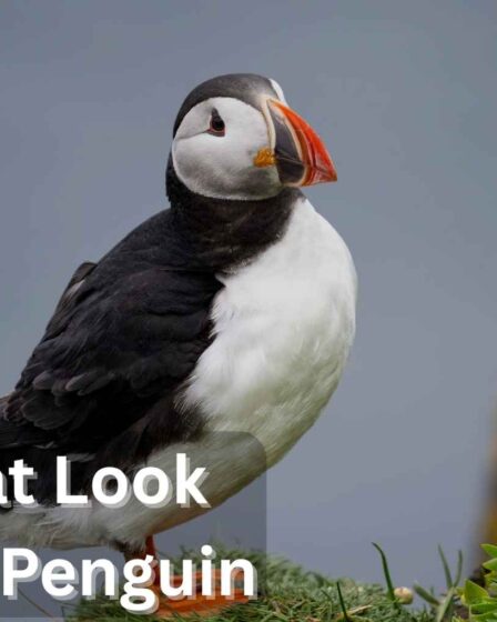 Birds That Look Similar to Penguin