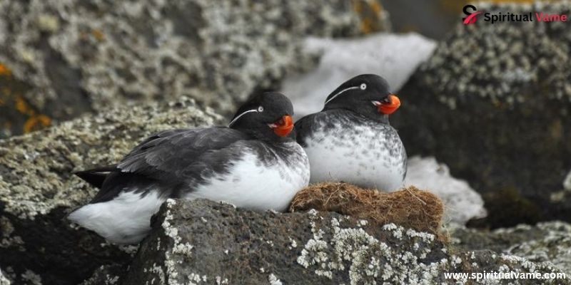 Auklets