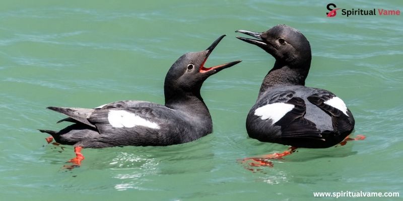 Guillemots