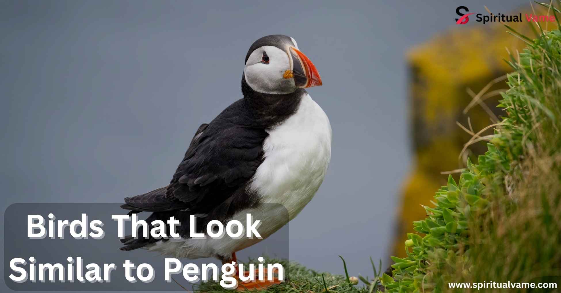 Birds That Look Similar to Penguin