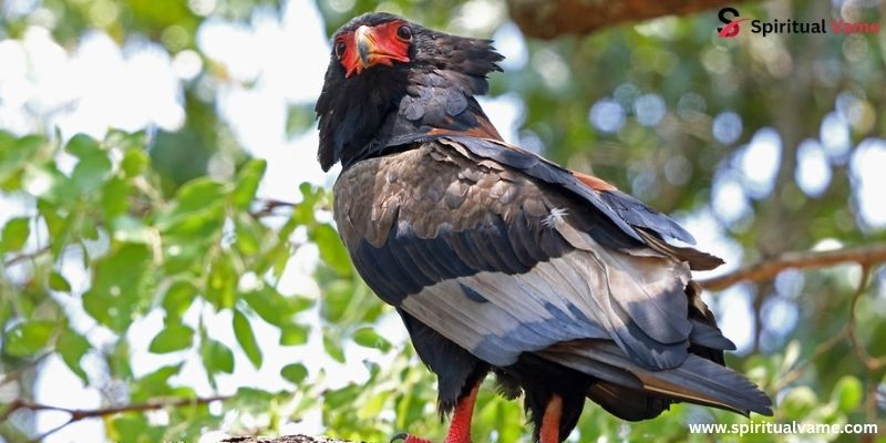 Bateleur (Terathopius ecaudatus)