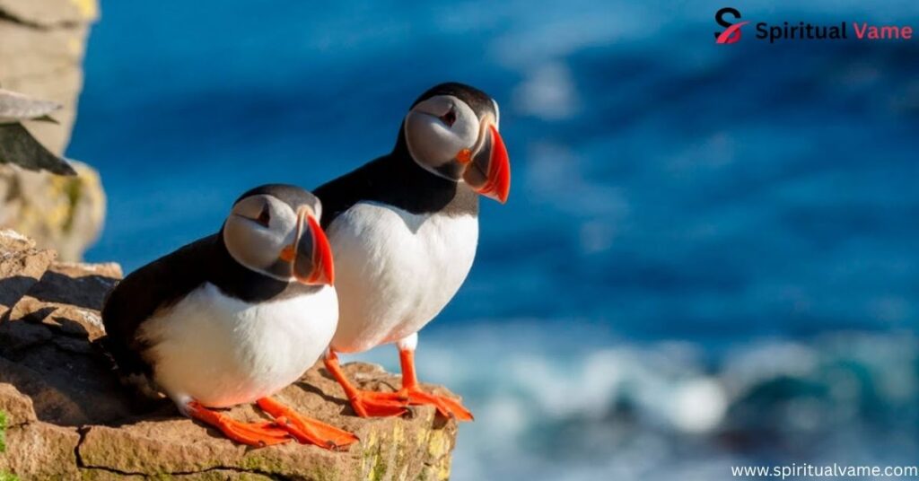 Puffins 