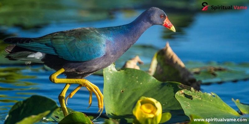 Purple Gallinule 