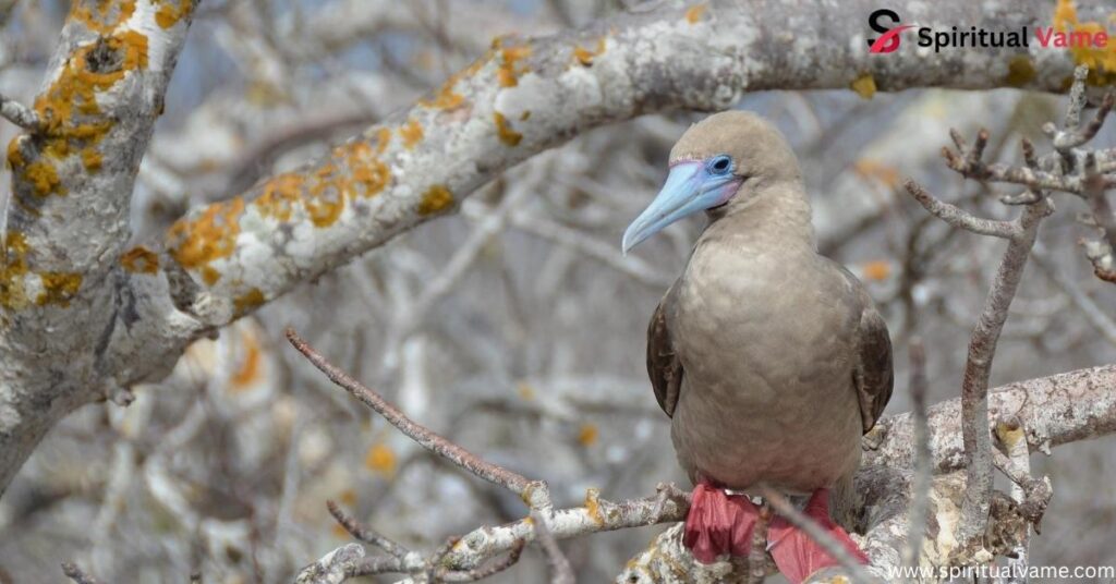 Red-Footed Booby
