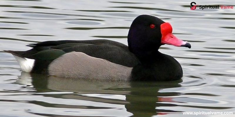 Rosy-Billed Pochard