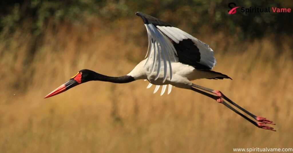 Saddle-Billed Stork 