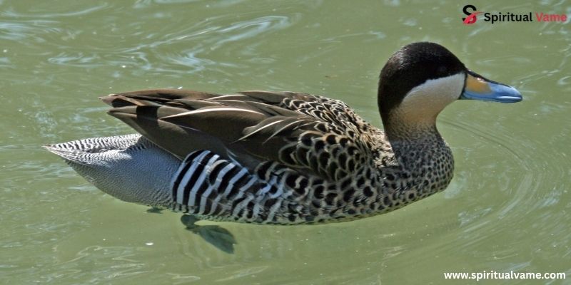 Silver Teal
