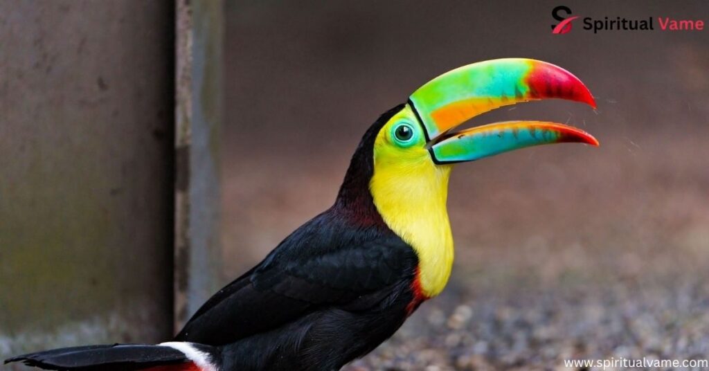 Toucans