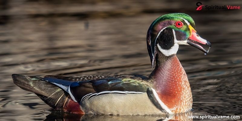 Wood Duck