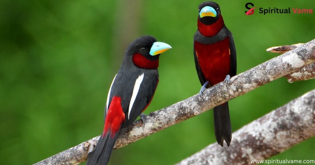 Black-and-Red Broadbill