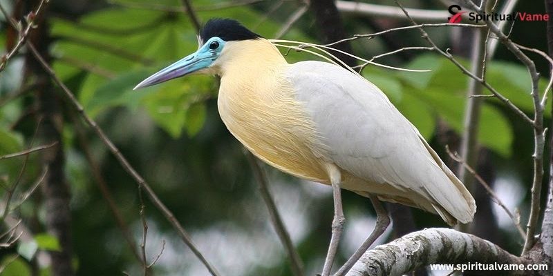 Capped Heron 