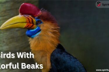 Birds With Colorful Beaks