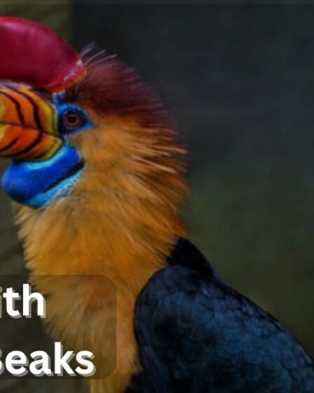 Birds With Colorful Beaks