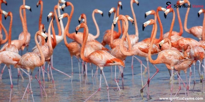 Flamingos 