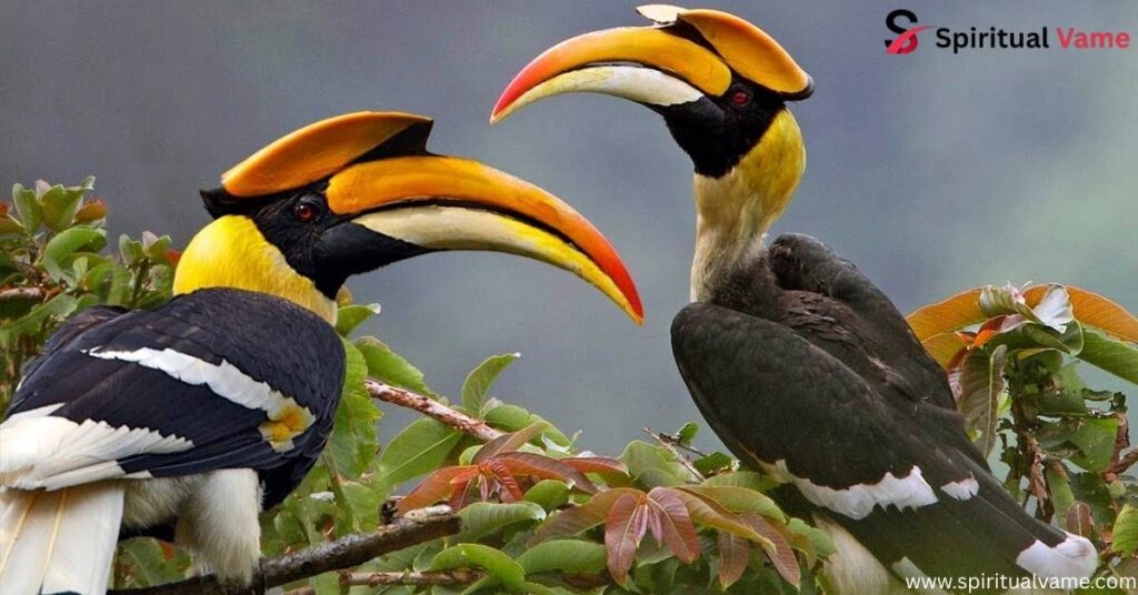  Hornbills 