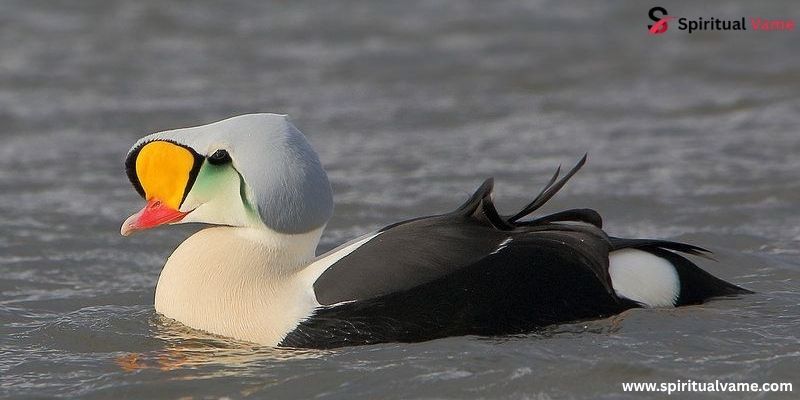 King Eider