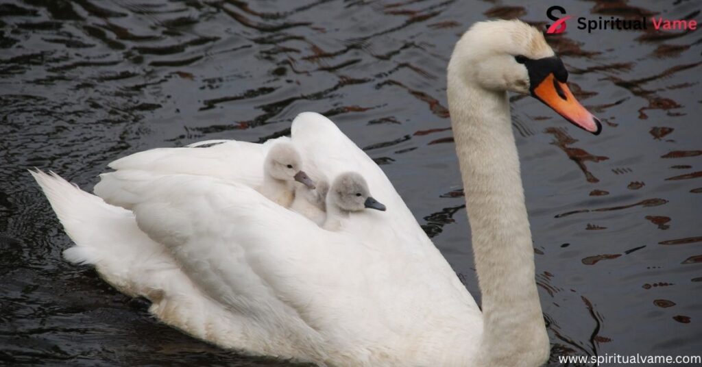 Mute Swan 