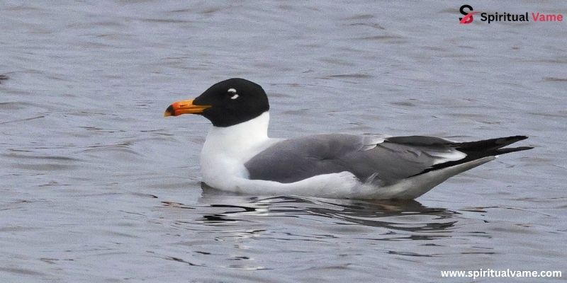 Pallas’s Gull 