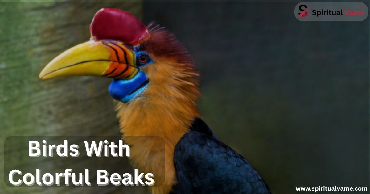 Birds With Colorful Beaks