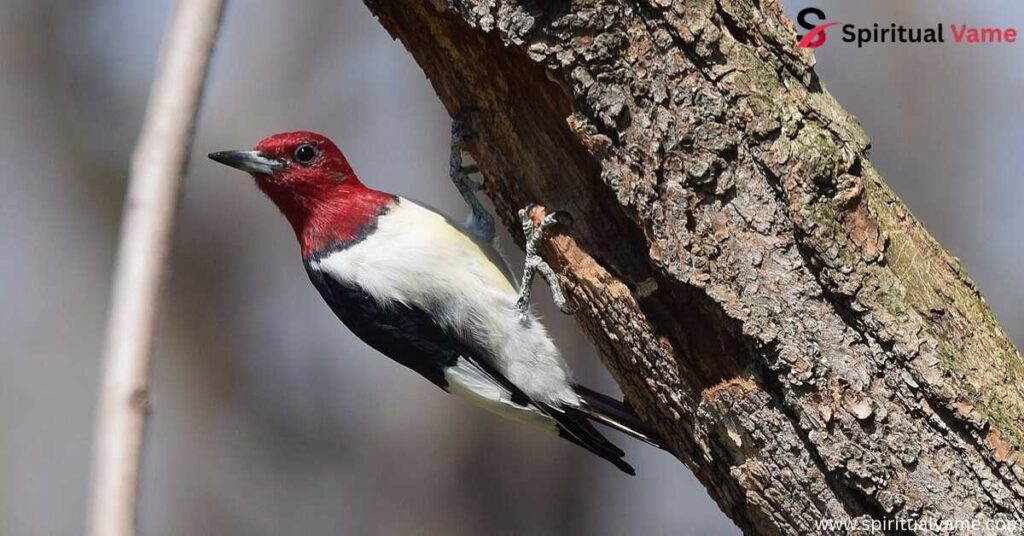 Red-headed Woodpecker