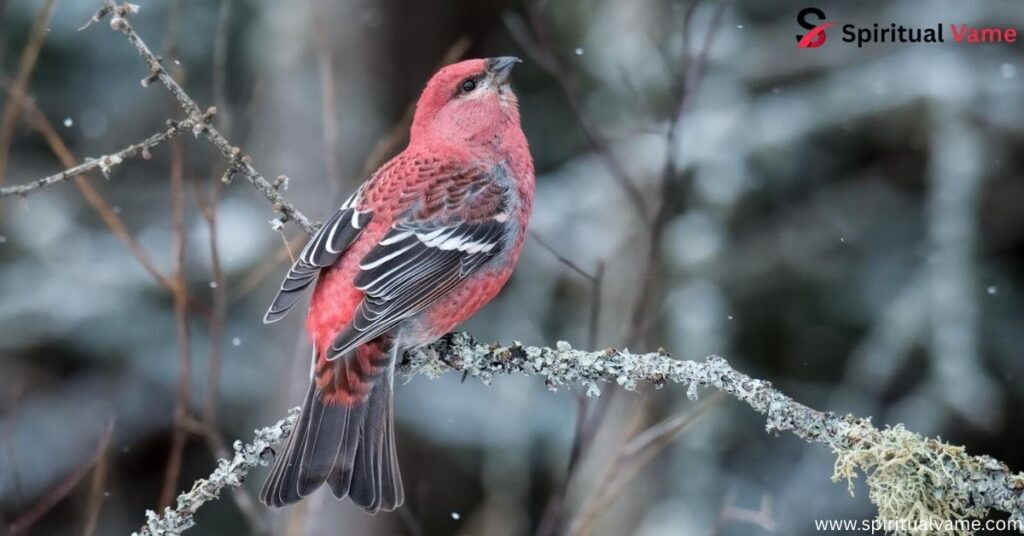Pine Grosbeak