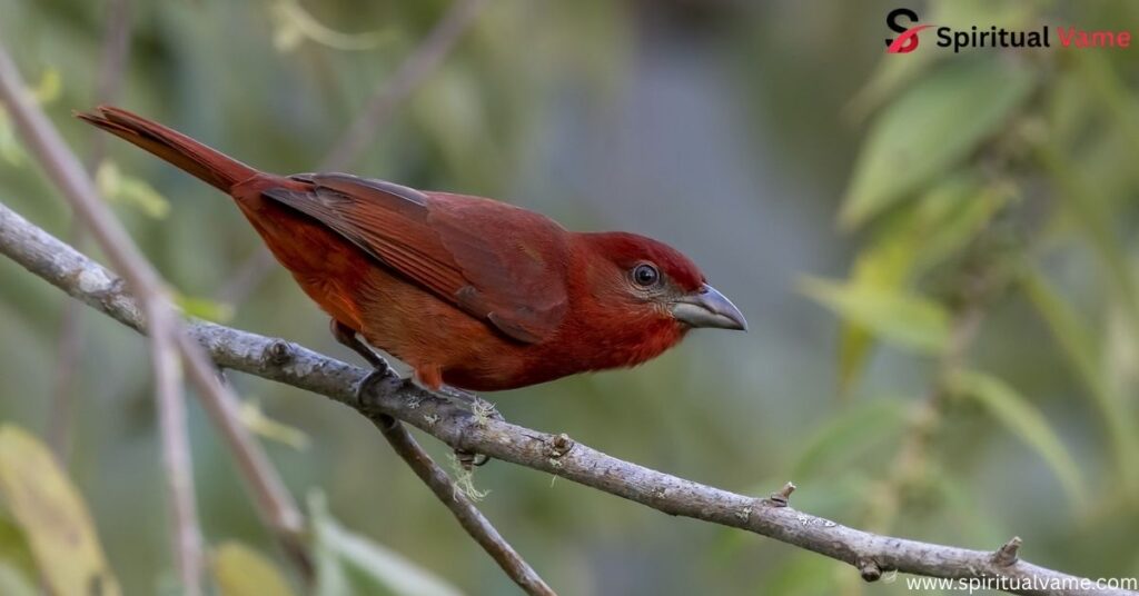 Hepatic Tanager