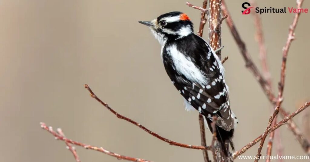 Downy Woodpecker