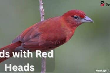 Birds with Red Heads