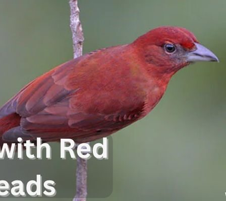 Birds with Red Heads
