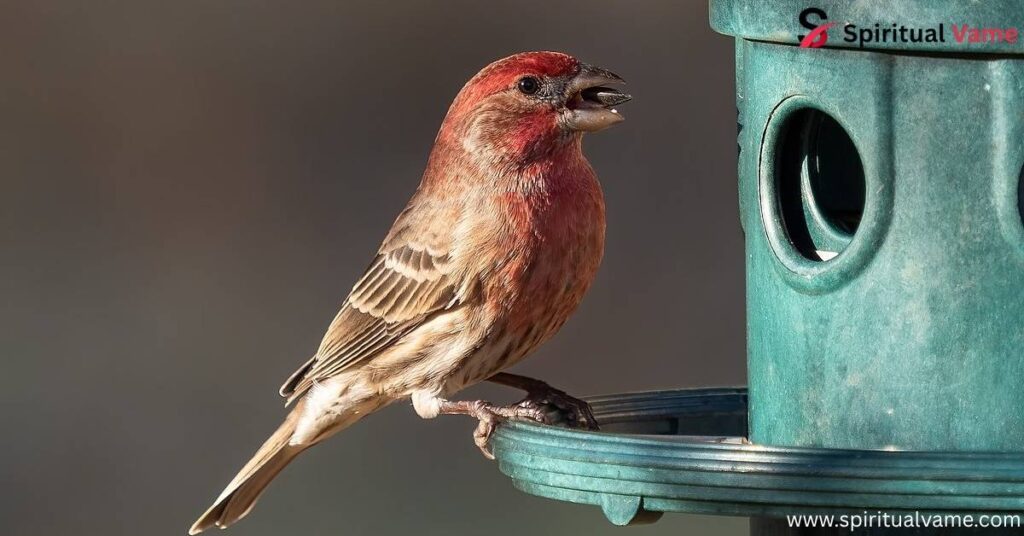 House Finch