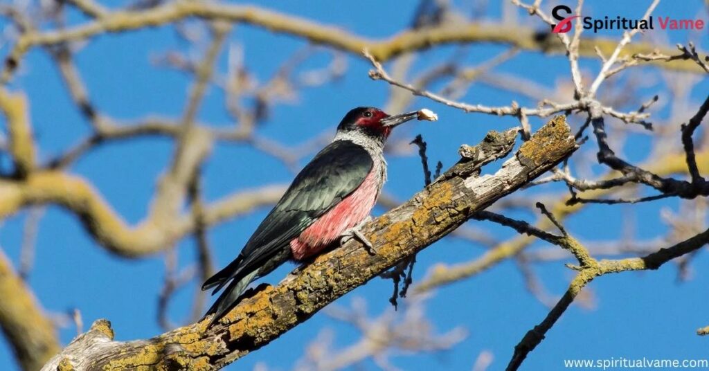 Lewis's Woodpecker 