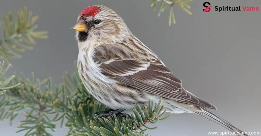 Common Redpoll 