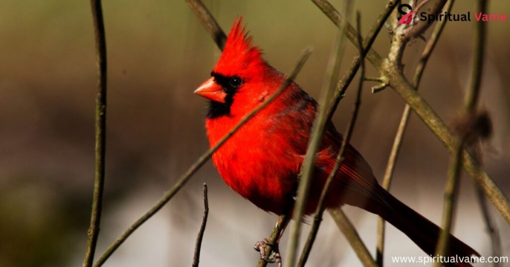 Cardinals and Grosbeaks