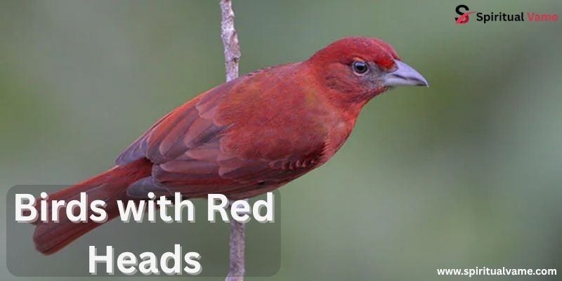 Birds with Red Heads