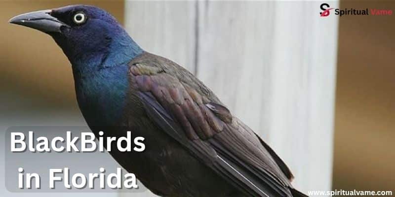 BlackBirds in Florida