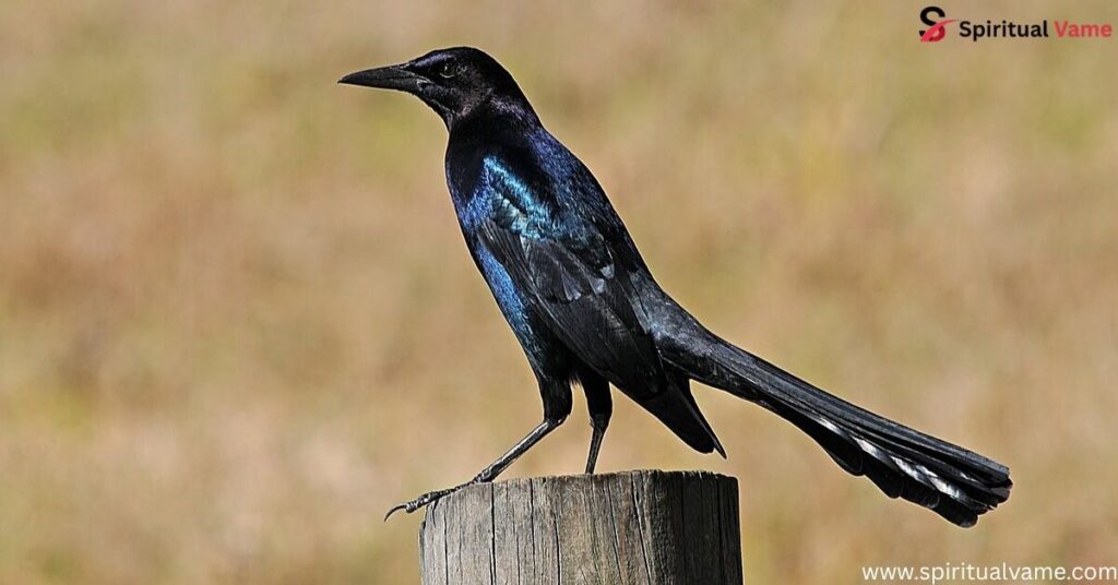 Boat-tailed Grackle (Quiscalus major)