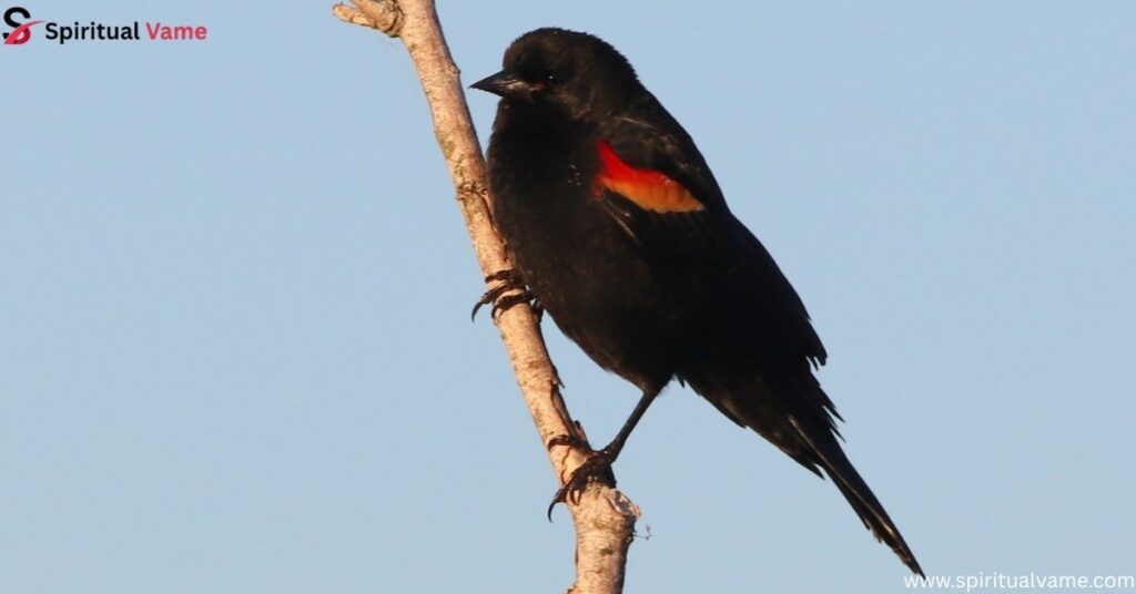 Red-winged Blackbird (Agelaius phoeniceus)