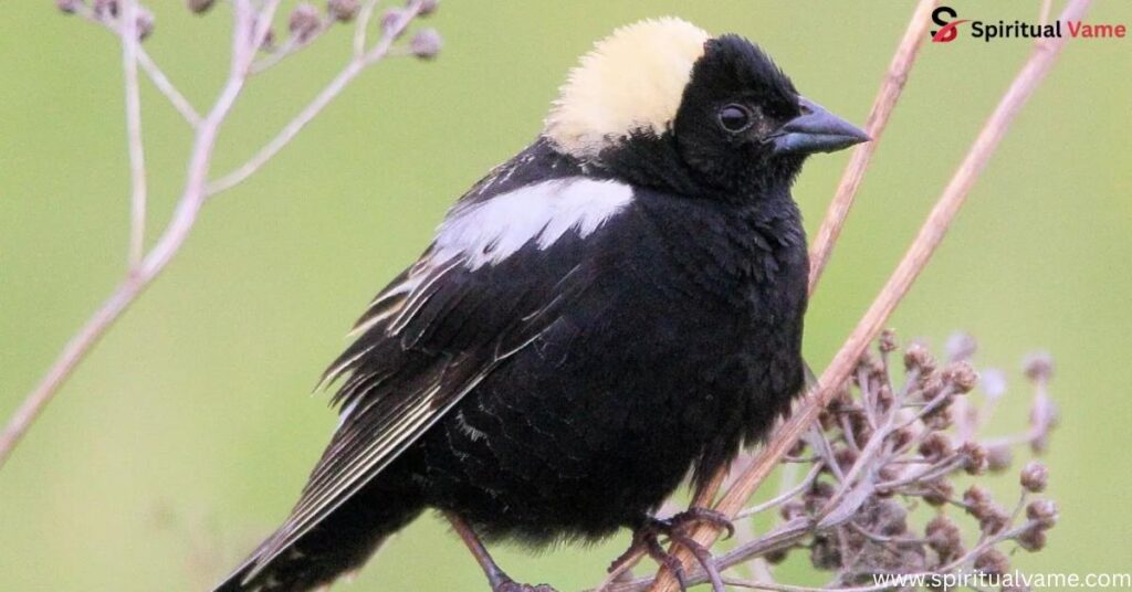 Bobolink (Dolichonyx oryzivorus)