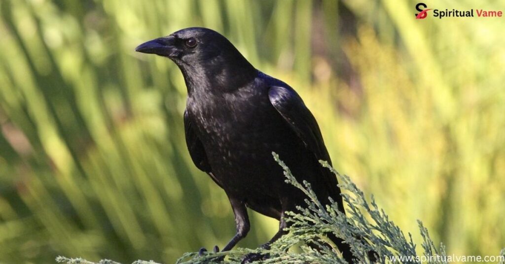 American Crow (Corvus brachyrhynchos)