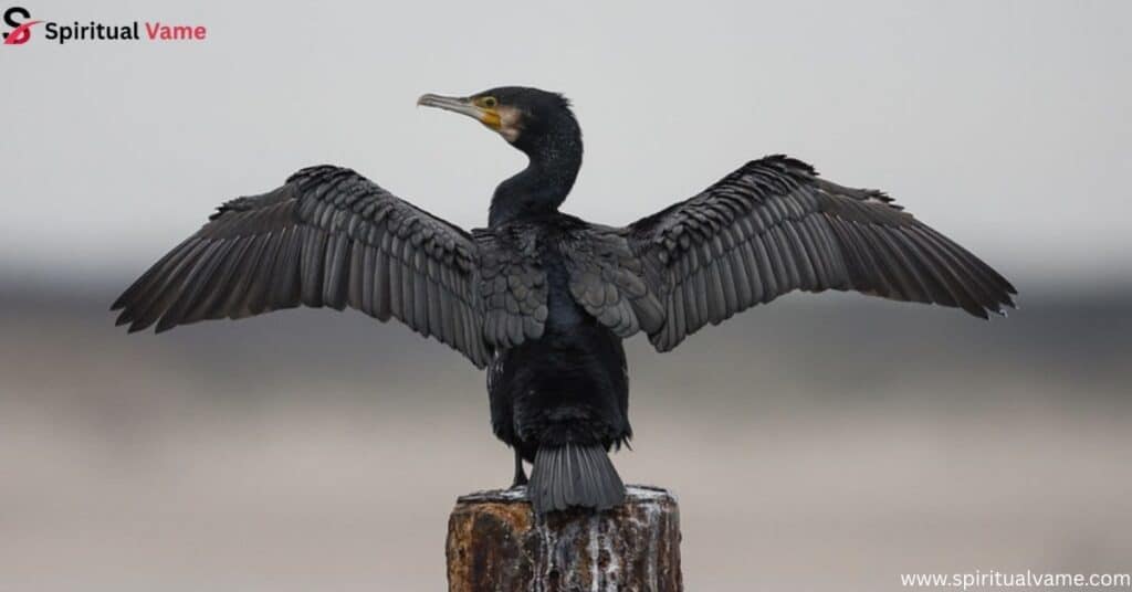 Cormorant (Phalacrocorax carbo)