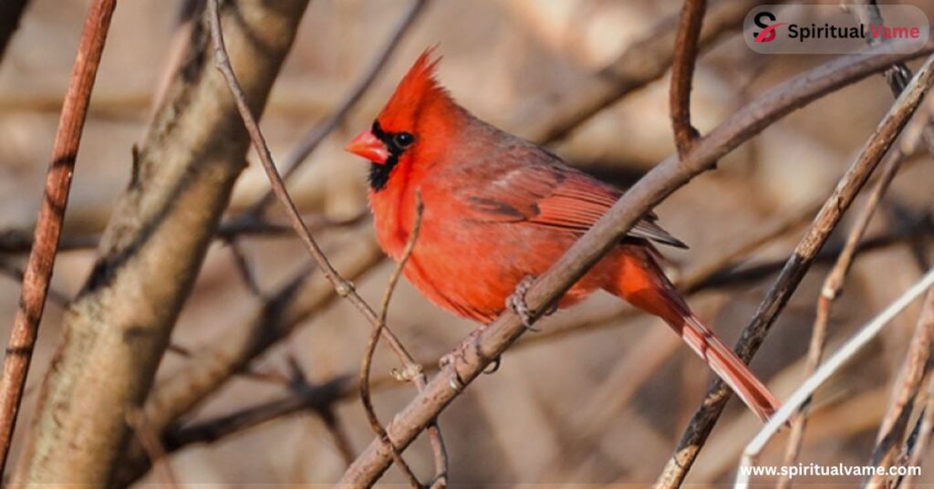 15 Beautiful Red Birds in Florida