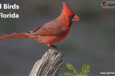 Red Birds in Florida