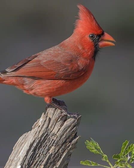 Red Birds in Florida