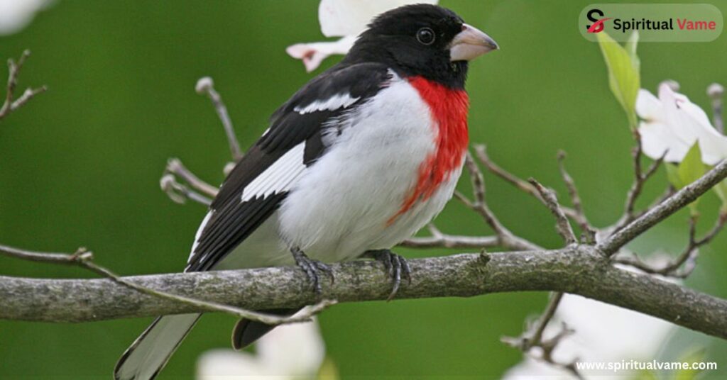 Rose-breasted Grosbeak