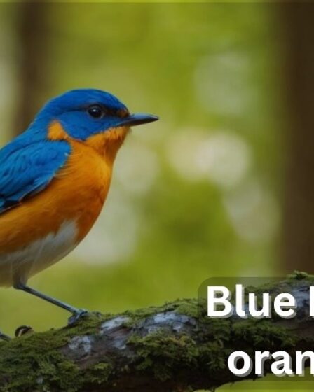 Blue Birds with orange chest