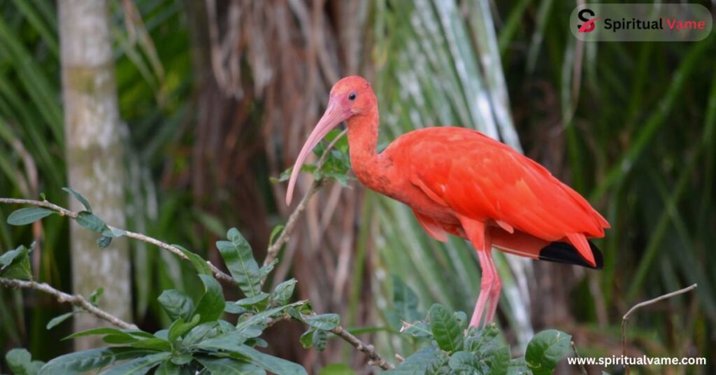  Scarlet Ibis