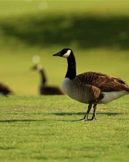Geese Florida
