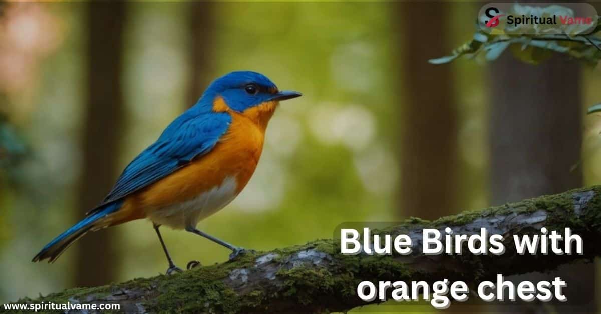 Blue Birds with orange chest